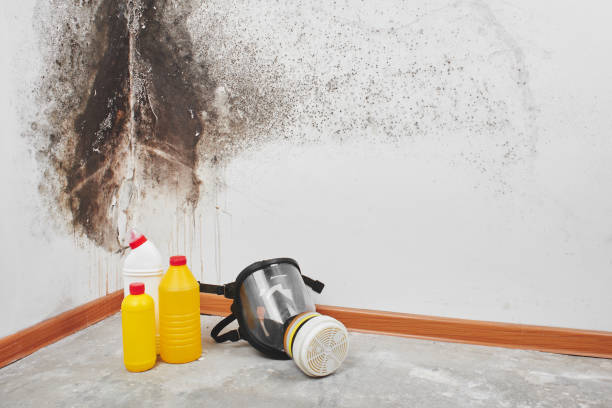Best Post-Flood Mold Remediation in Pleasureville, KY